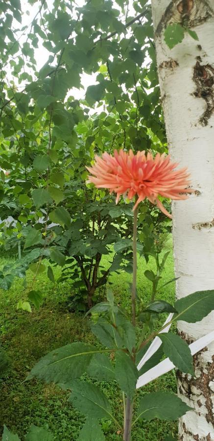 Hébergement de vacances Garden Lohovo